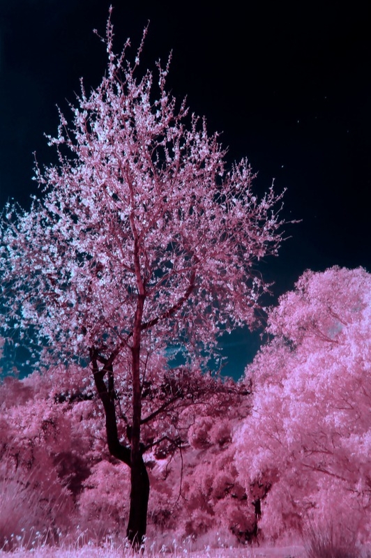 A landscape with trees with the colors altered likely using infrared photography