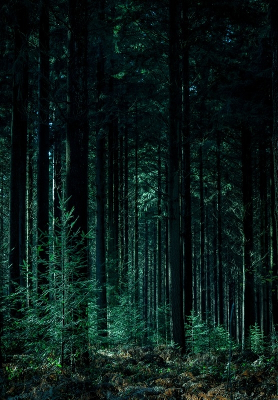 A green forest.